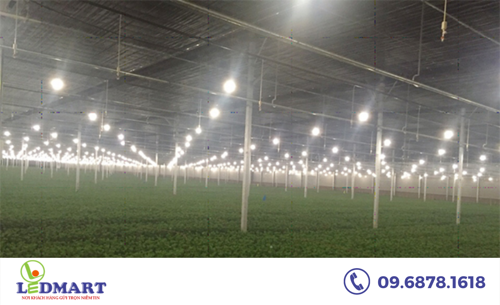 Ứng dụng của đèn LED chiếu sáng cây trồng